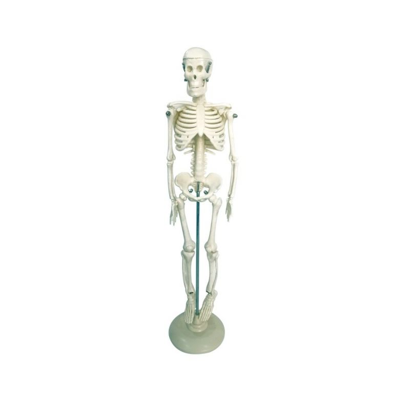 42CM Flexible Human Anatomical Skeleton